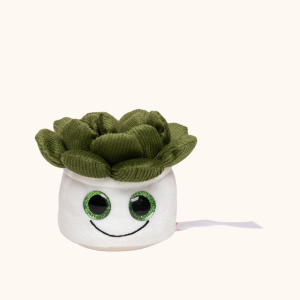 Nettoyeur ecran plante succulent